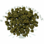 candy_small_bud_cbd_gh_premium