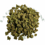 critical_small_bud_cbd_greenhouse