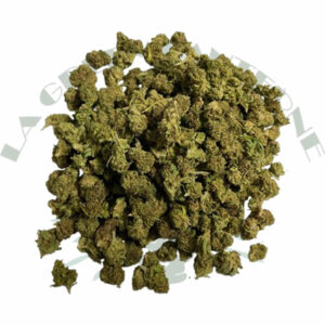 critical_small_bud_cbd_greenhouse