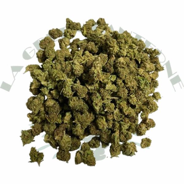 critical_small_bud_cbd_greenhouse