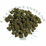lemon_small_bud_cbd_greenhouse