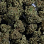 lemon_small_bud_cbd_greenhouse
