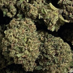 small_bud_bubble_gum_cbd_greenhouse