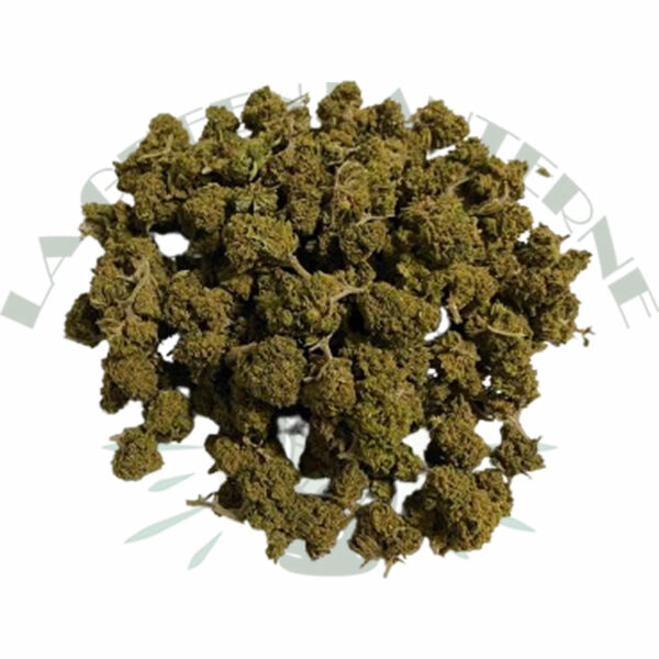 strawberry_small_bud_cbd_greenhouse strawberry_small_bud_cbd_greenhouse