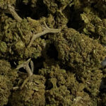 strawberry_small_bud_cbd_greenhouse