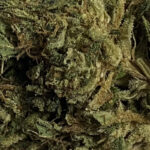 caribbean_mist_cbd