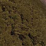 piatella_thv_n_10++
