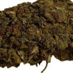 amnesia_cbdx